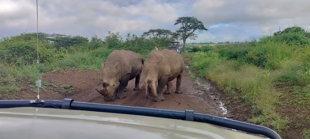 Rhino grazing at close range